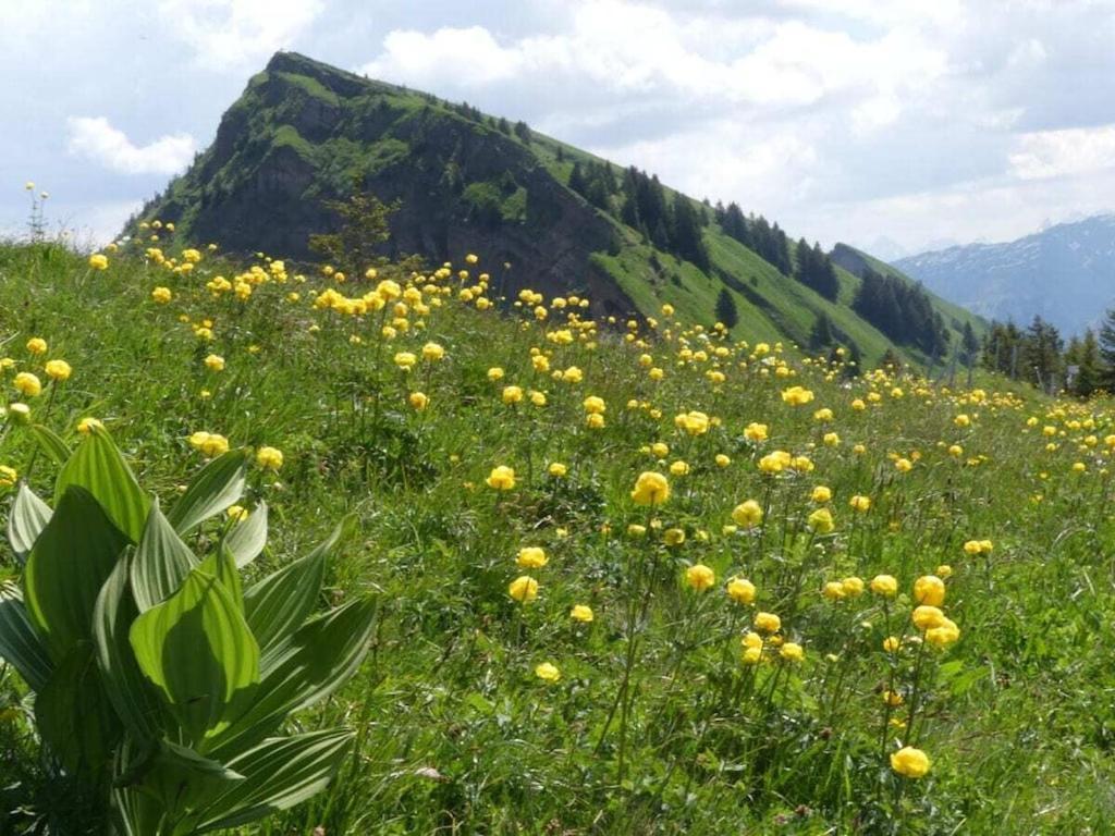 Hangspitze Comfortable Holiday Residence Grossdorf  Zewnętrze zdjęcie